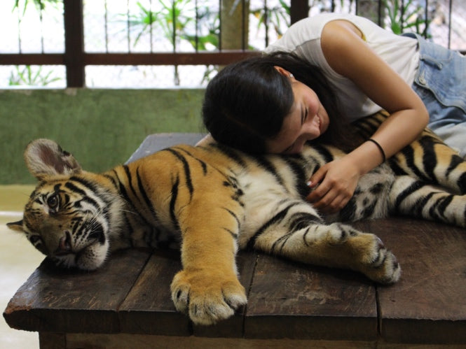 タイガーキングダム