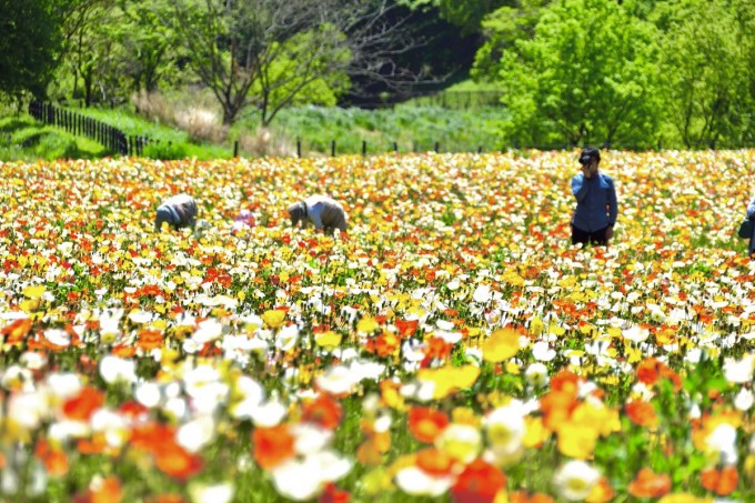 武蔵丘森林公園 ポピー