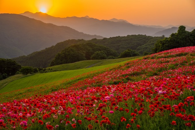 秩父高原牧場
