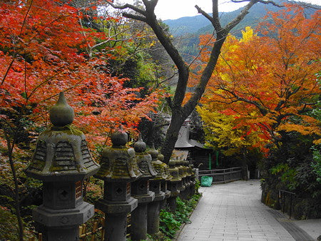 福岡 インスタ映え 南蔵院紅葉