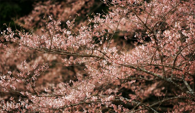 大垣市 観光スポット 根尾谷淡墨桜