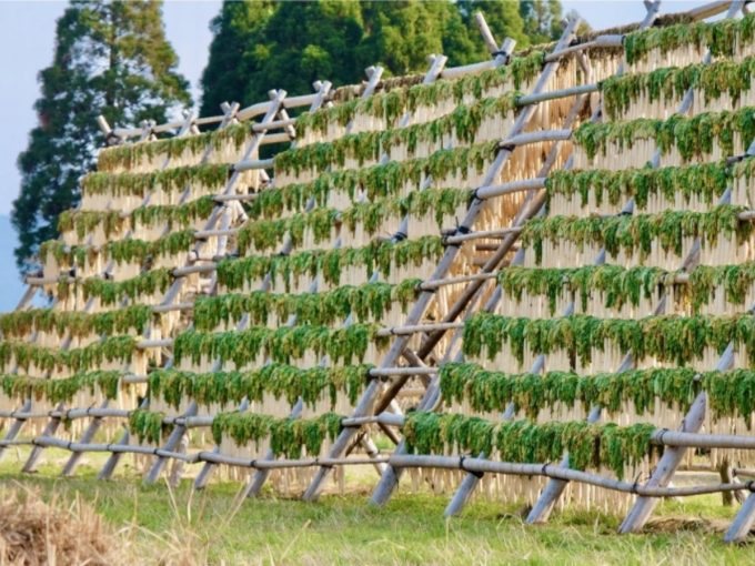 鹿児島県 インスタ映え 大根やぐら