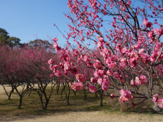 大高緑地公園