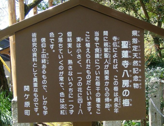 岐阜 インスタ映え 聖蓮寺