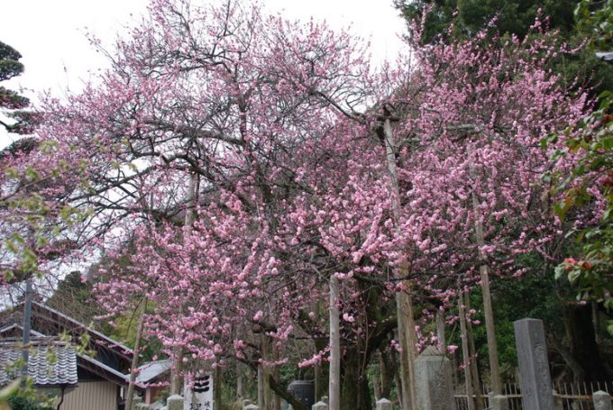 岐阜 インスタ映え 聖蓮寺