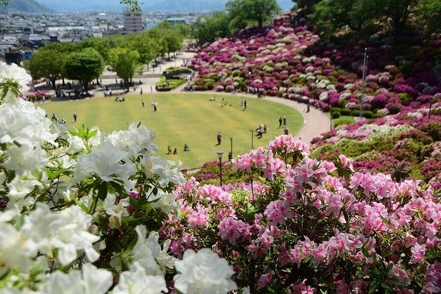 西山公園のつつじ