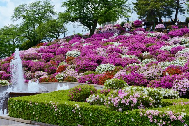 西山公園のつつじ