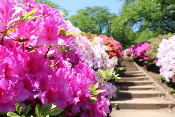 西山公園のつつじ