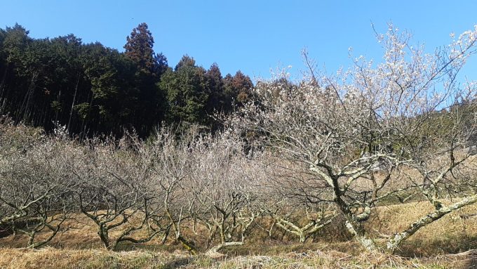 三重県 赤目長坂梅林