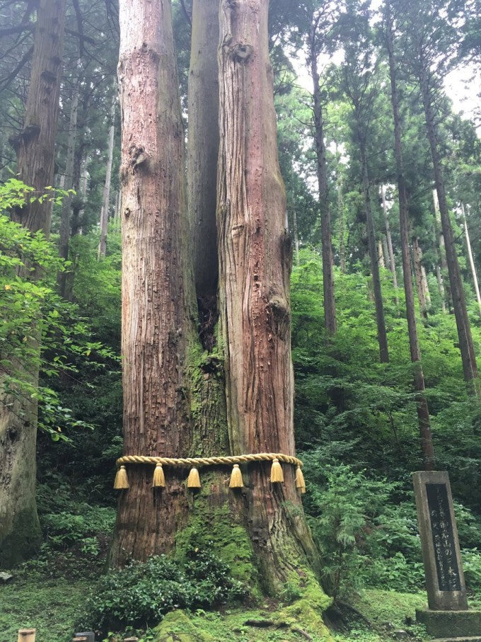 御岩神社 ご神木