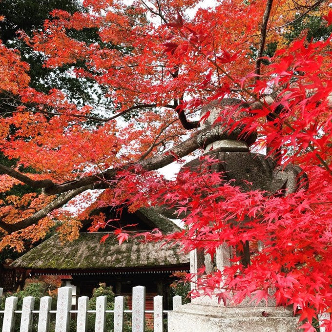 少林山達磨寺 紅葉