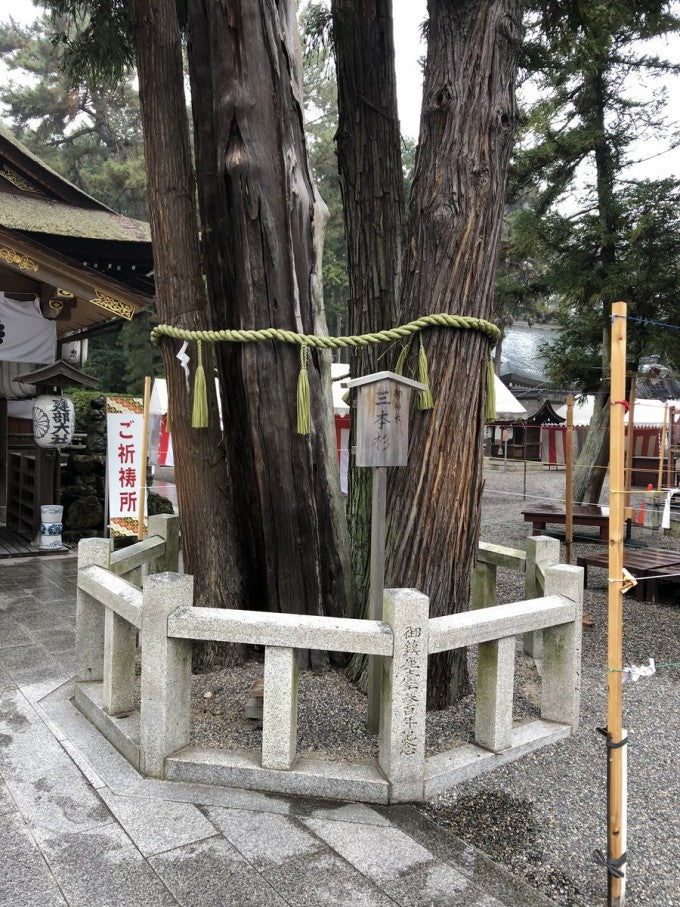 建部大社 三本杉 パワースポット