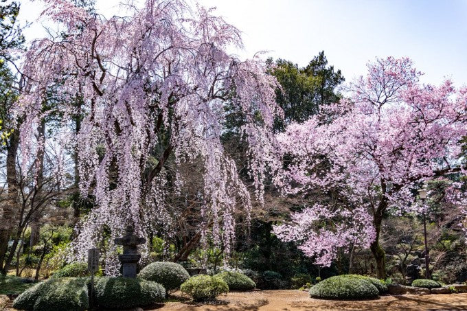 川越大師 桜