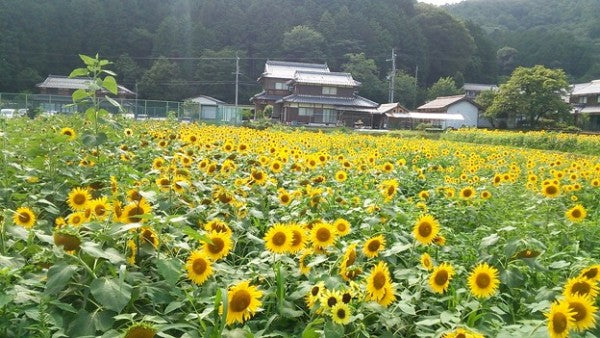ひまわり柚遊農園